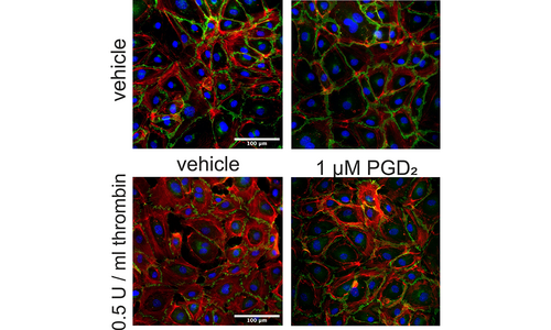 Prostaglandin D2 protects primary human microvascular endothelial cells against thrombin-induced barrier disruption. VE-cadherin (green) and F-actin (red) were stained to visualize monolayer integrity. 