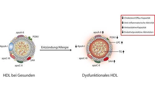HDL inflammation allergy