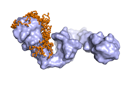 Structure of the Hsp90-Tau complex 